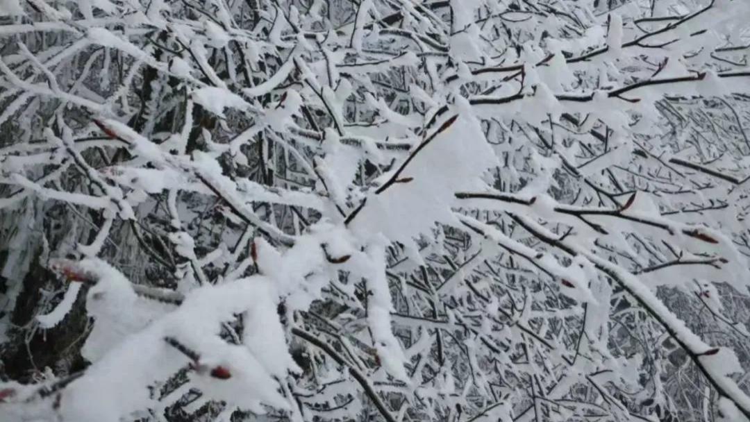 预警现紫色雨雪区,一边回暖或超20度,一边冷空气不停,波动大