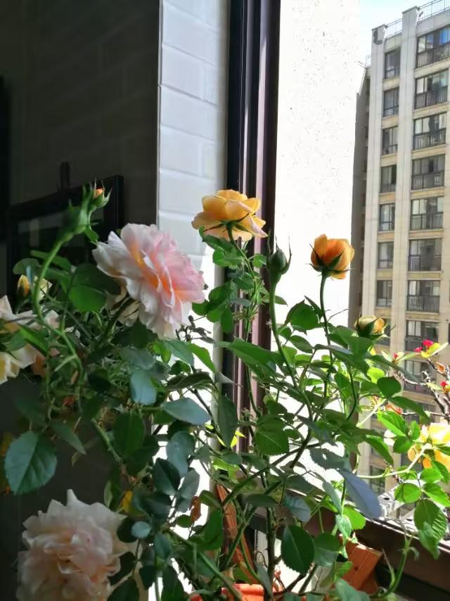 题目：婚前的美好幻想与婚后的真实考验——一段关于习惯与观念的成长之路在爱情的