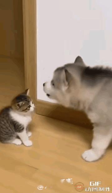 你身边有没有像这只狗一样的人？​网友评论：​视频好有味道。我是这样理解的：小