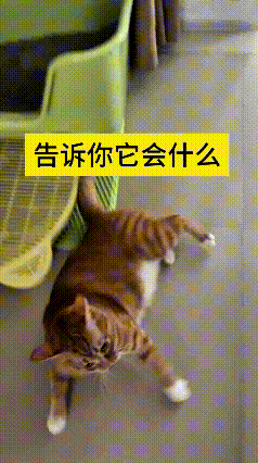 这个视频我看了好几遍，真是把我给逗乐了。主人跟朋友显摆，说自家小猫会翻跟头，专门