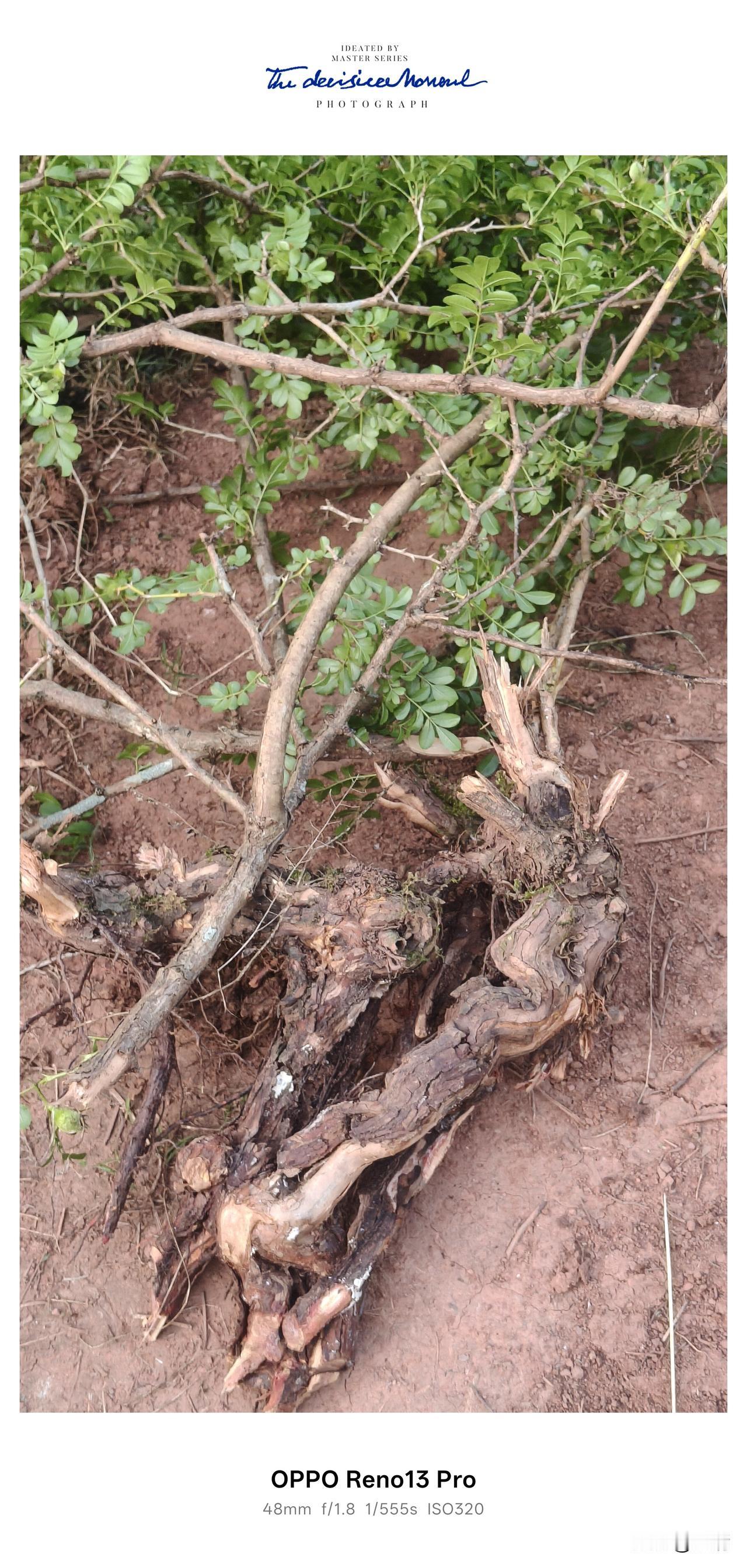 晒图笔记大赛这棵刺梨子树年代感十足！今天把它挖回来炖老鸭汤。尝尝这山野味，乡村风