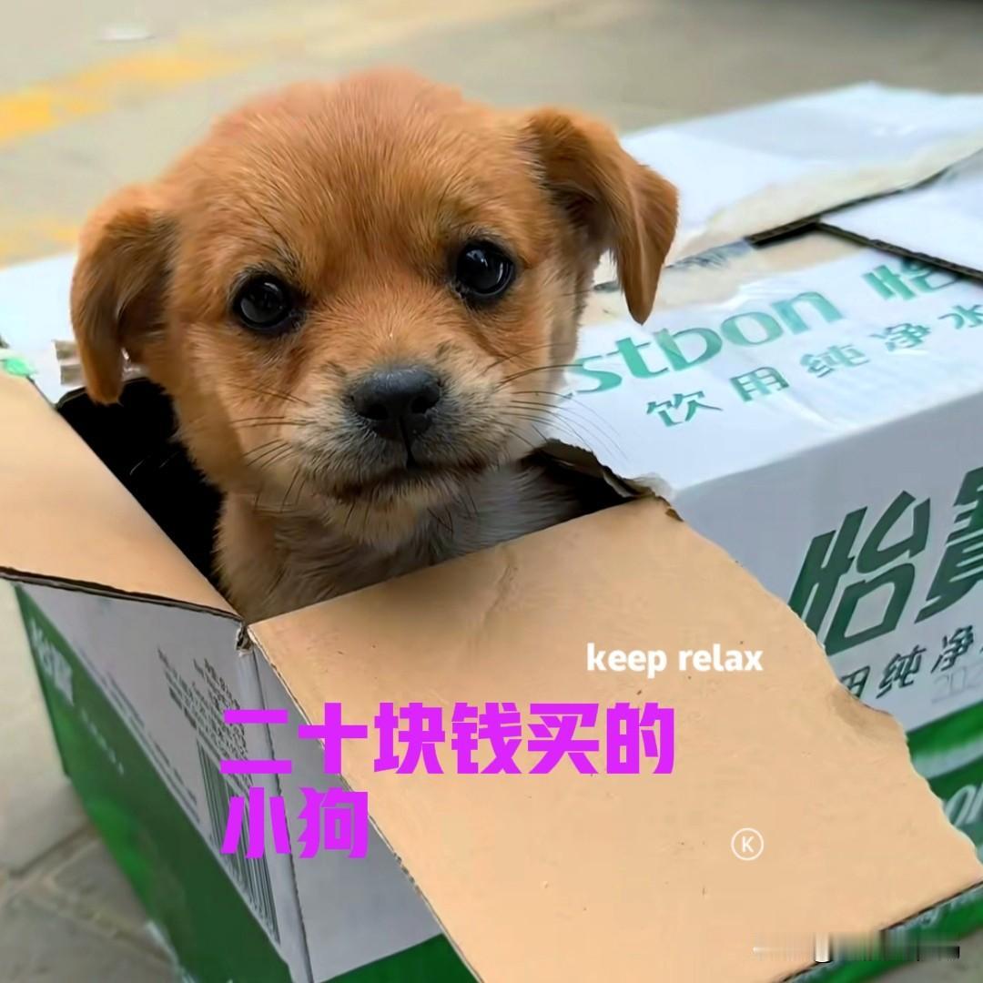 今天赶集,看到一个大爷在卖小狗,就剩下最后一只,迟迟没有卖掉。眼看就要散场,街上