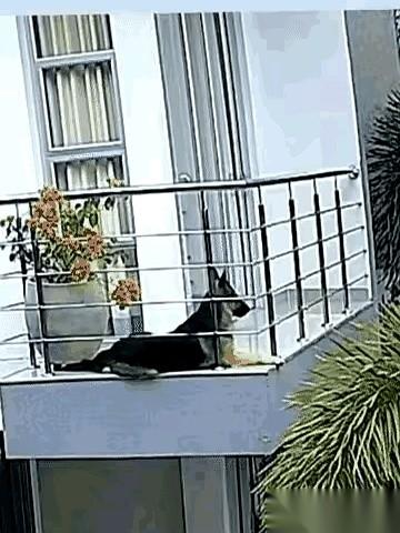 我今天差点就没狗了。真的，就差那么几秒。在二楼阳台晒个太阳，睡醒了伸个懒腰，