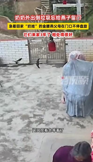“太有灵性了！”5月10日星视频报道，广东一位老奶奶出门扔垃圾时忘了给家里的燕子