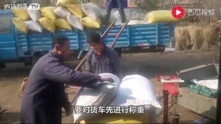 哈尔滨种粮大户吕秀芝_农民种粮收入