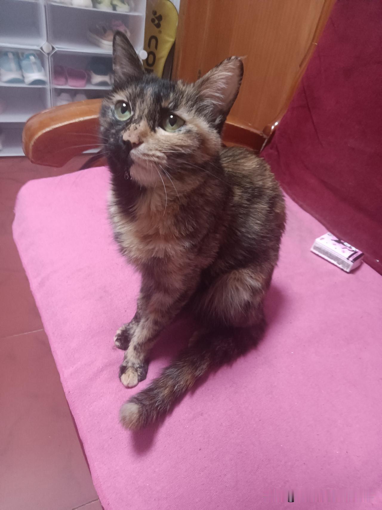 我养猫也有两年多了，平时投喂的都是网购的猫粮。近两天不知啥原因，一直吃豆粒猫粮的