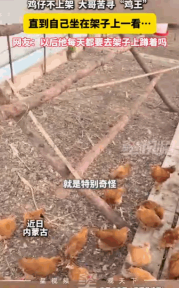 “鸡中霸王”，内蒙古一位大哥火了，他家养的鸡群到了晚上死活不上架，宁愿在烂泥地里