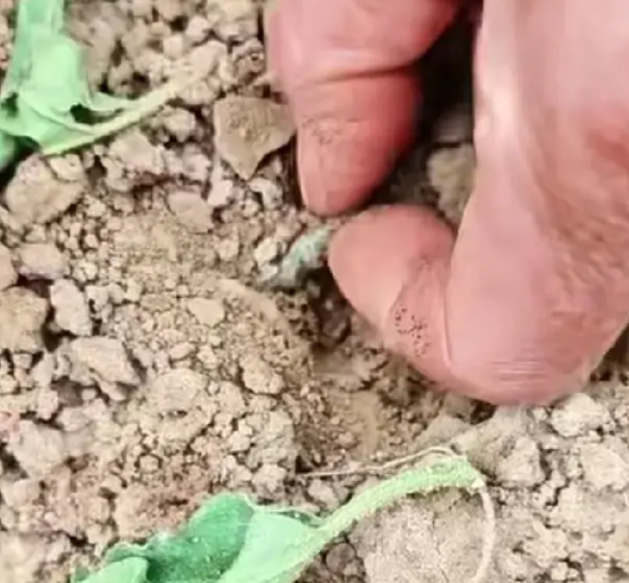 记得小时候在家种红薯，红薯苗种到地里后，过了几天去地里查看，发觉红薯苗上面的叶子