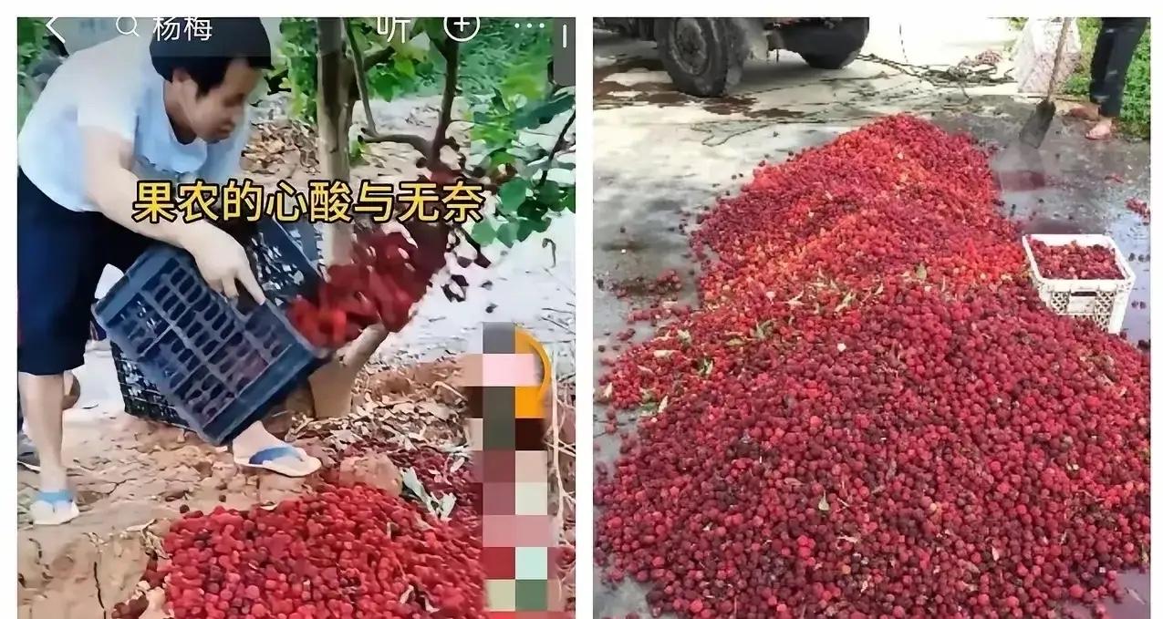 药水杨梅毁了百亿产业！漳州13万亩杨梅烂在地里，老实果农哭着砍树，黑心中间商却赚