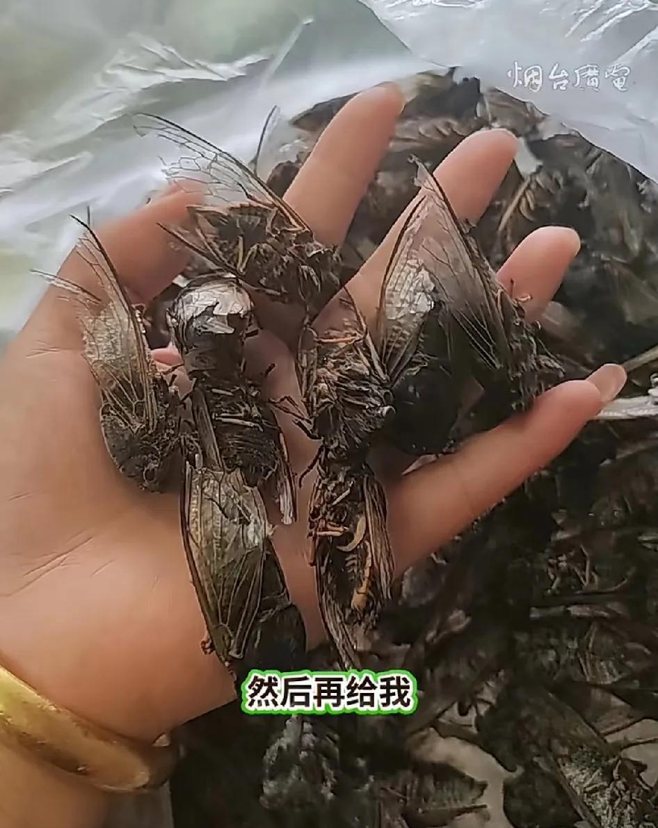 父亲的爱是一辈子！烟台一女子发视频称：侄子想吃知了，自己和父亲大中午开车出去抓。