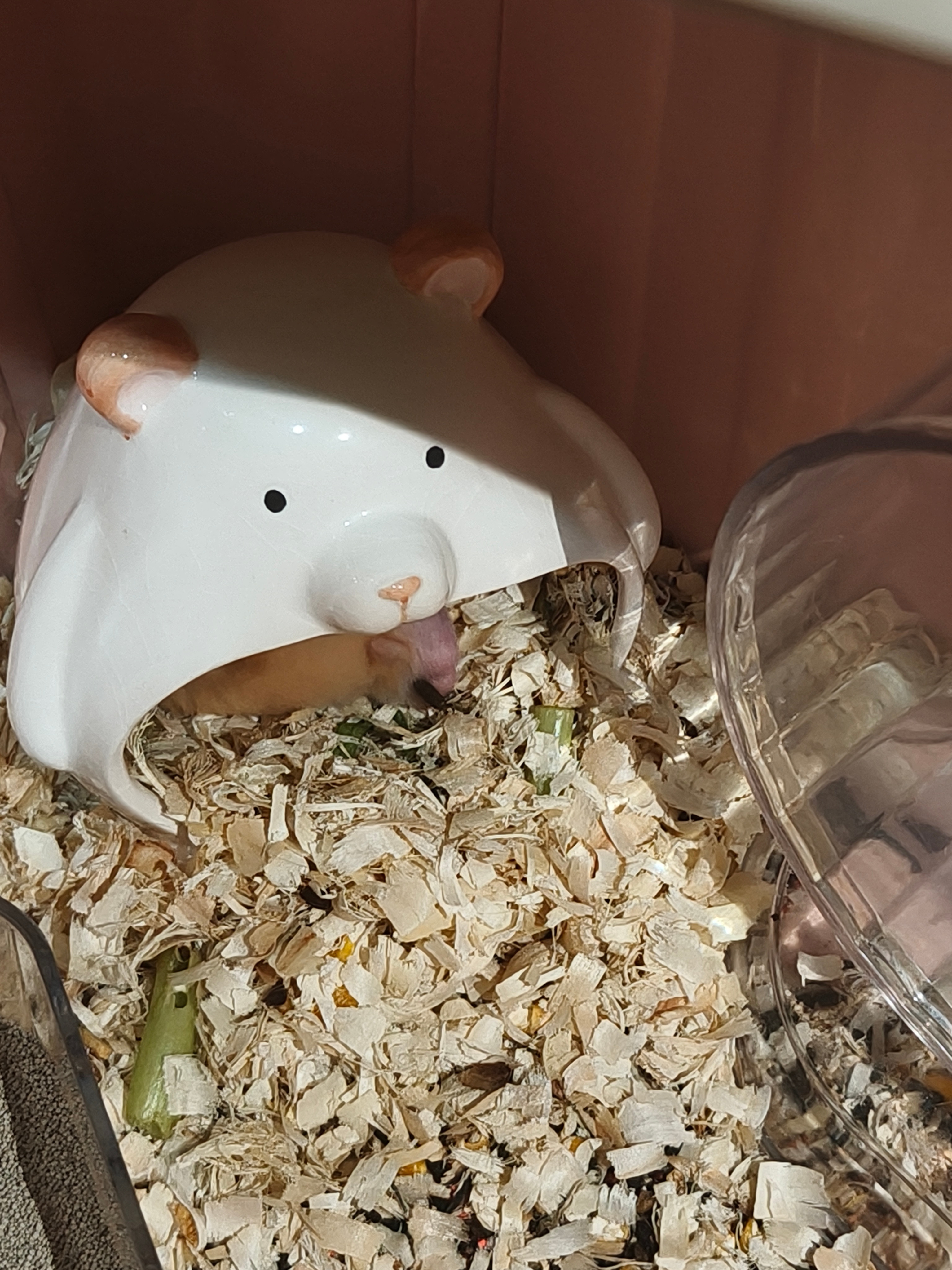 笑死我了这小老鼠