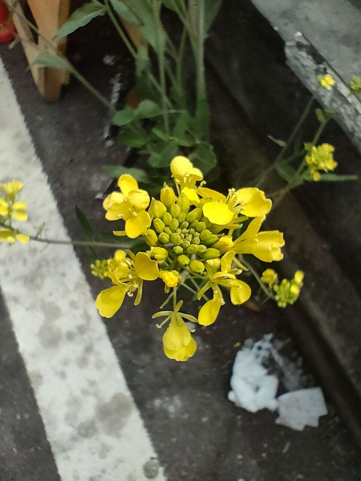 你能叫出它的名字吗