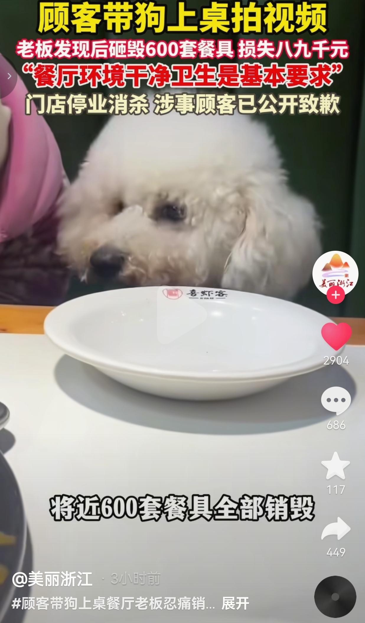太损了！顾客带狗上桌拍视频，老板怒砸600套餐具损失近万：这钱我认栽，但底线不能