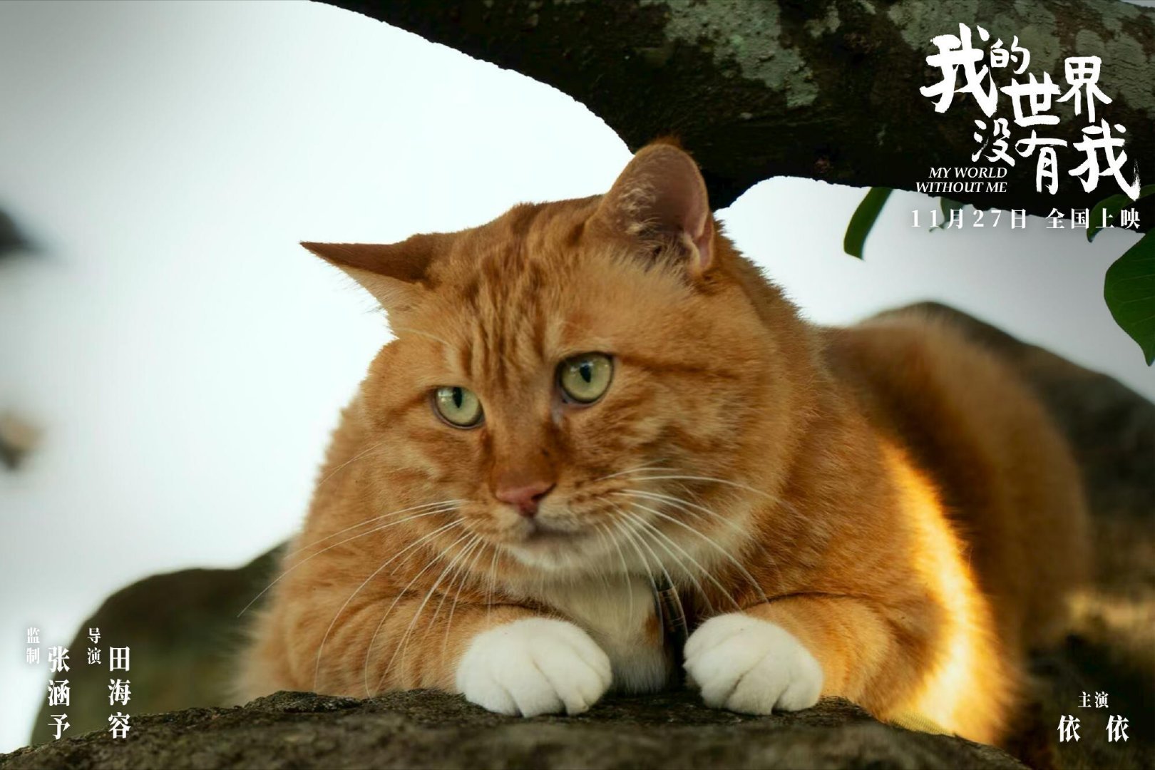 田海蓉执导的首部电影《我的世界没有我》正式定档，在舆论风口浪尖选择从容前行，这份
