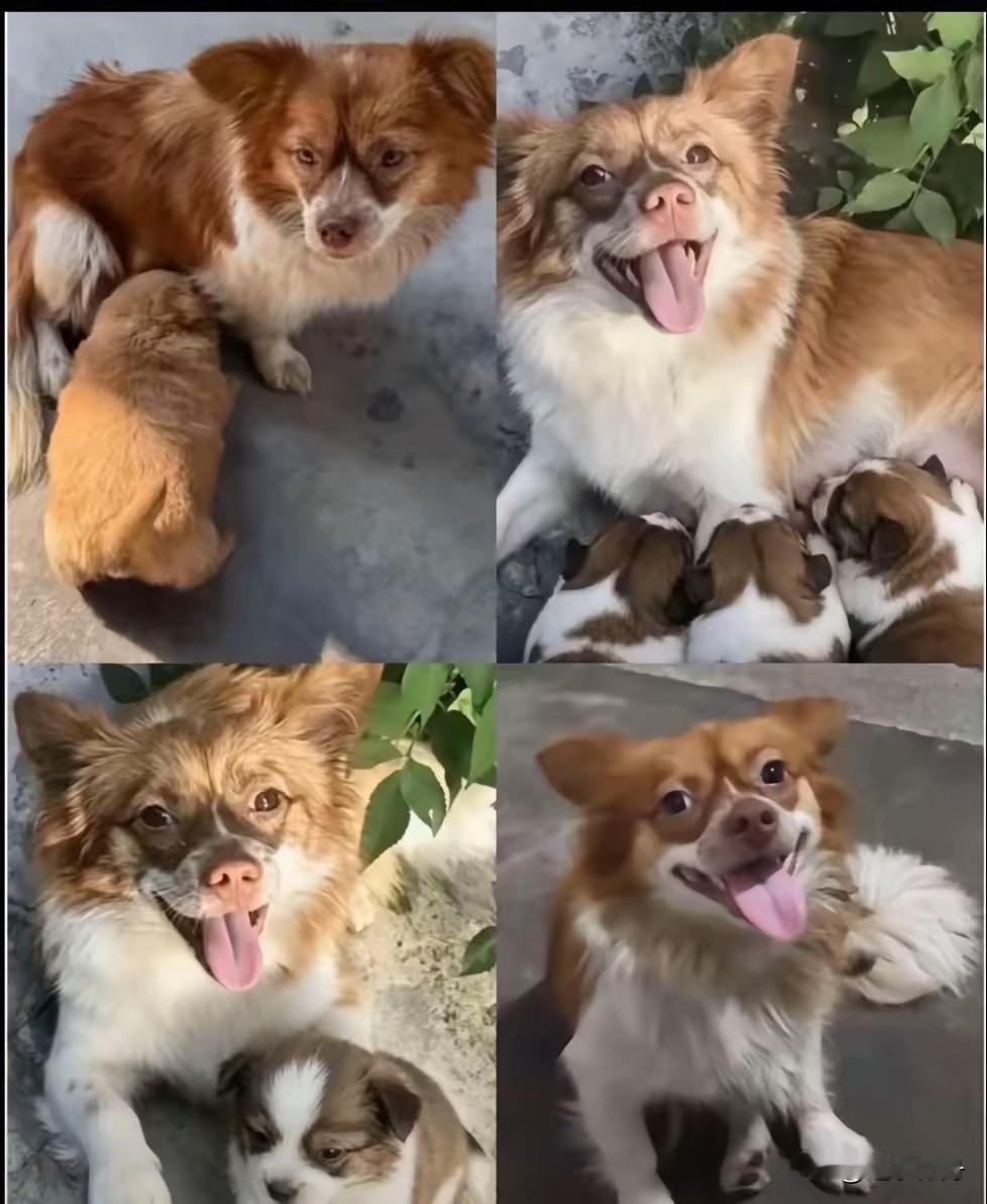 虐狗事件真是让人揪心啊，流浪狗妈妈带着两只小奶狗艰难生存，好在周边的居民都很喜欢