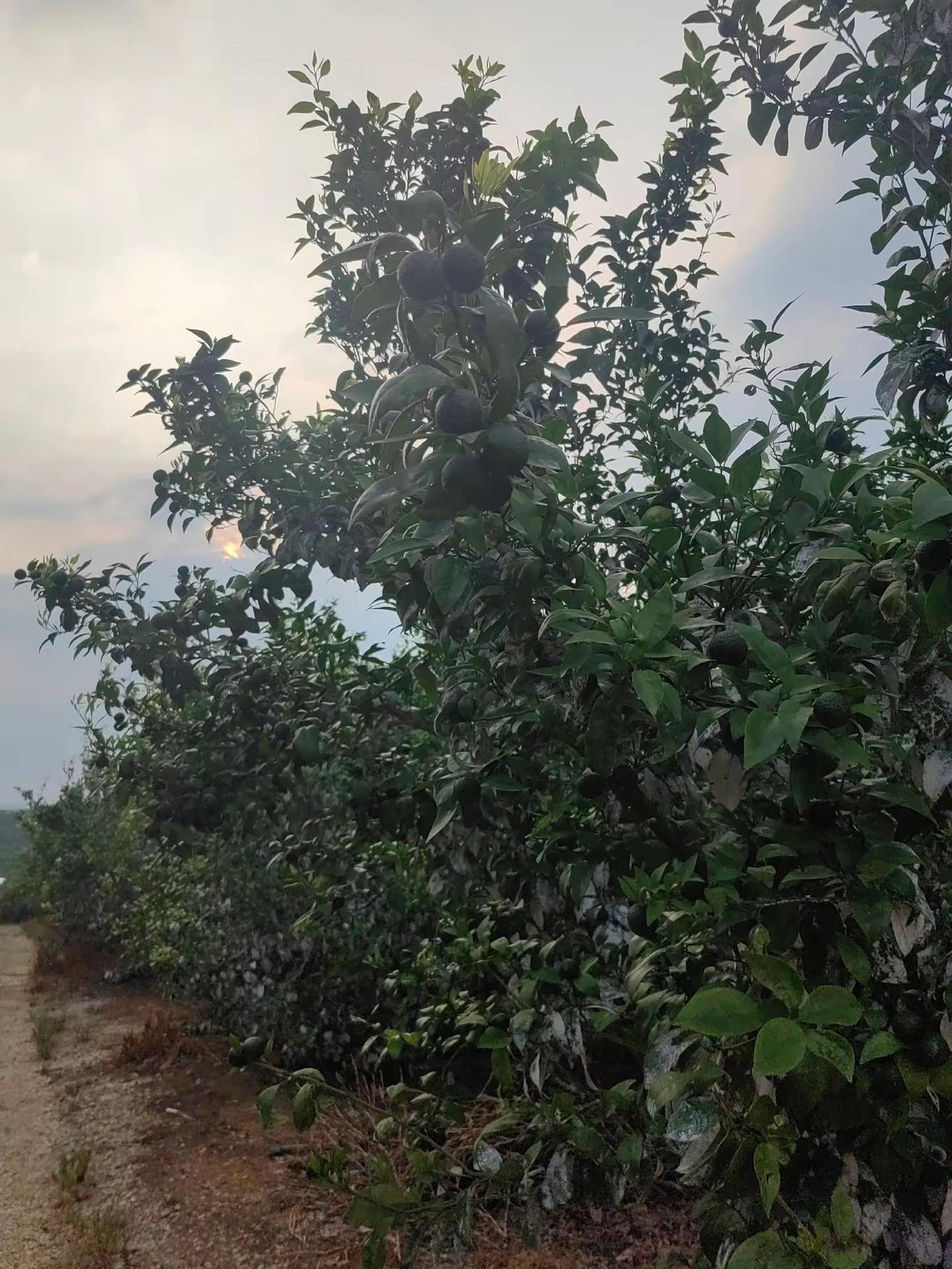 等也是一个过程。扎根武鸣这片沃土，我们种沃柑，始终坚持慢工出细活的理念。夏日为果