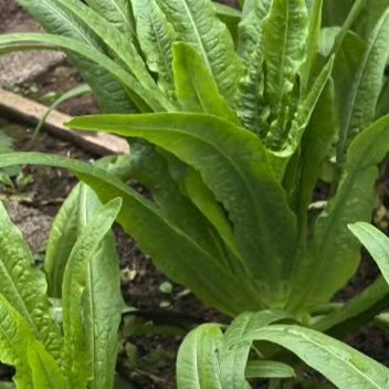 种植0000莴笋的种植方法🍃🥬1、播种时间：越冬栽培要在10月-11月进行
