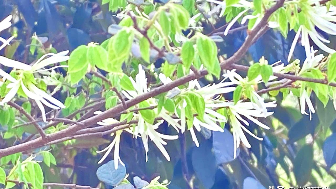 农村单身汉的婚姻，如今像场荒诞的赌局。八百八的红包，六千八的介绍费，换来的却是五