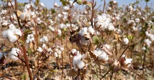 朱元璋在提倡种棉花以前，中国有钱人夏天穿绸缎，冬天穿皮袄或者穿丝棉。平民穿的是什