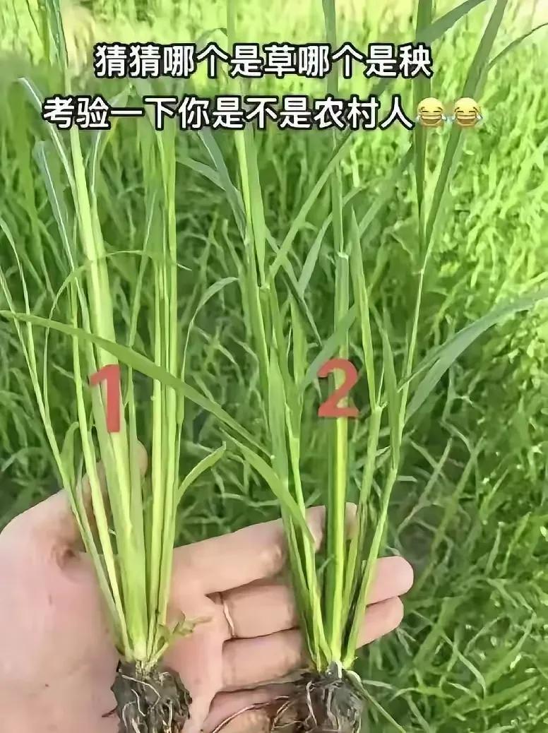 草和秧苗这个我也不认识。大家看出来了吗？