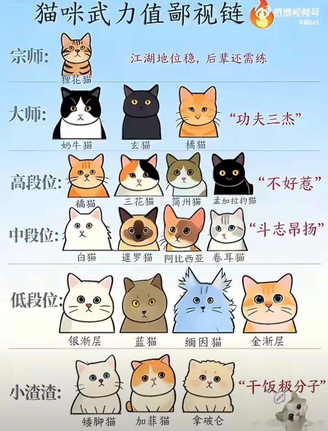 小猫战斗力排行榜