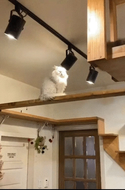 猫师傅这是在测试家里的灯，够不够亮吗？