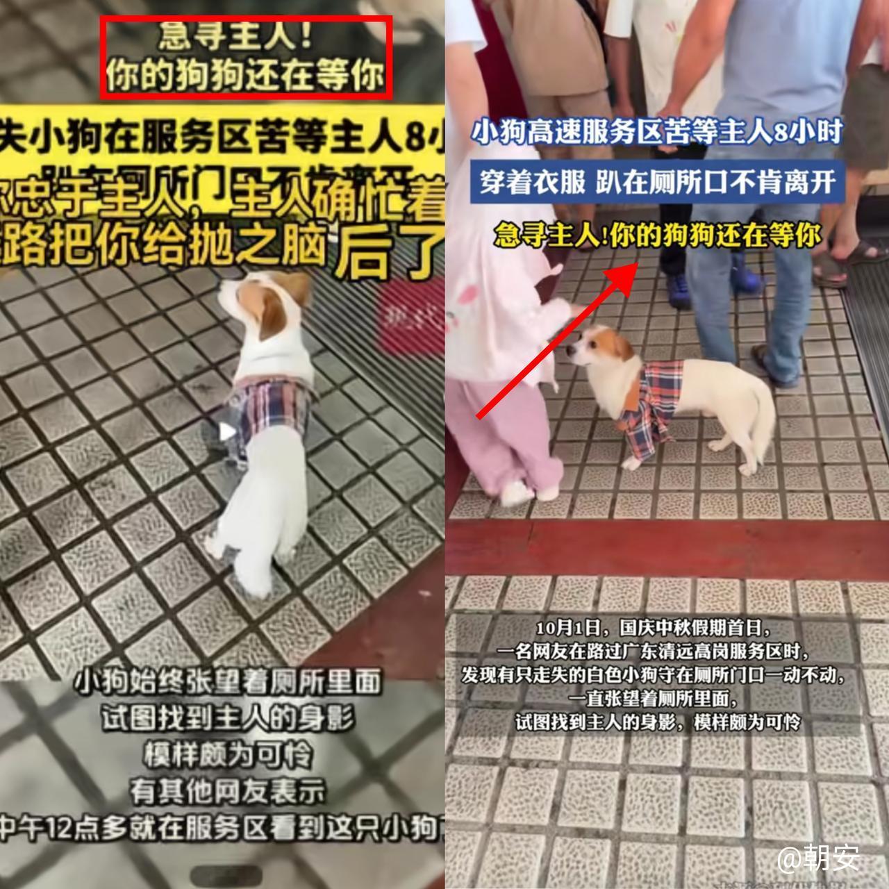 国庆高速服务区，一只狗在厕所门口守了整整八小时！！这事看完真是让人鼻子一酸