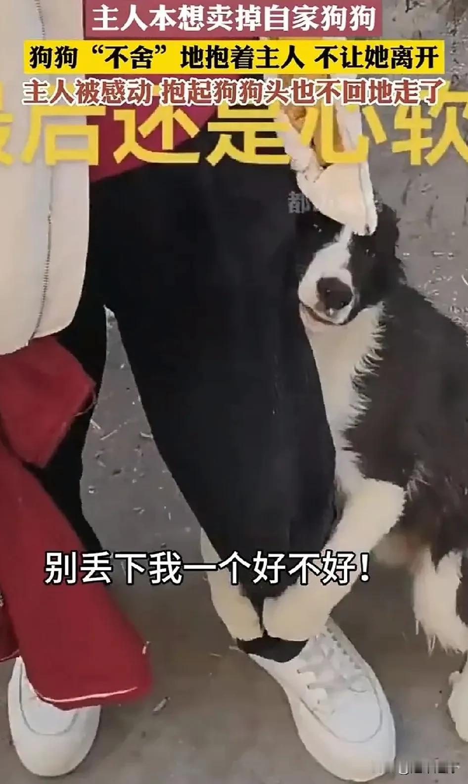 原来狗子不但不会嫌家贫，而且，狗子还能表达出它的内心感情。一个主