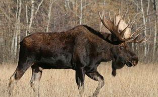 湖北天鹅洲的湿地里，几只麋鹿低头啃食着刚冒头的水草，它们的身影在干涸的河床上显得