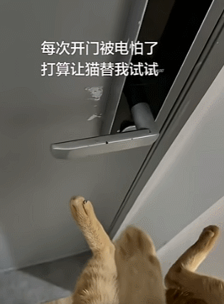 猫：求你做个人吧！！！