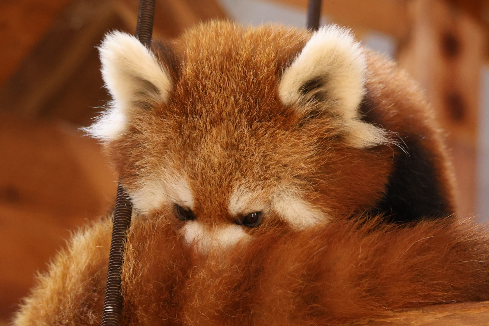 小熊猫抱住自己的尾巴猛吸一口！(♡˙︶˙♡)小能实在太可爱了~是我我也吸！