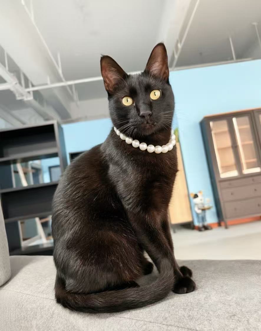 朋友们，传说中镇宅旺财的黑猫，跟珍珠简直是绝配！猫咪