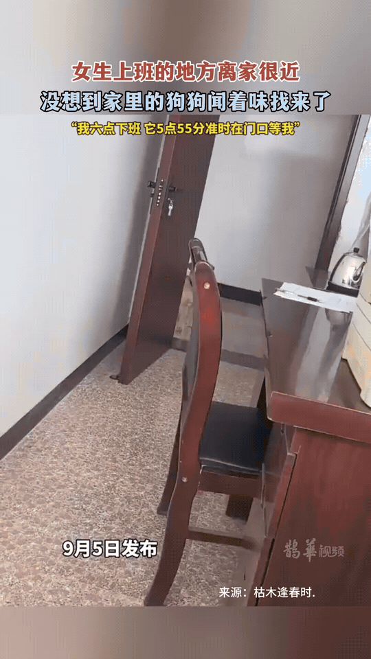 女生上班的地方离家很近，没想到家里狗狗凭着嗅觉，自己一路找来了公司。女生六点下