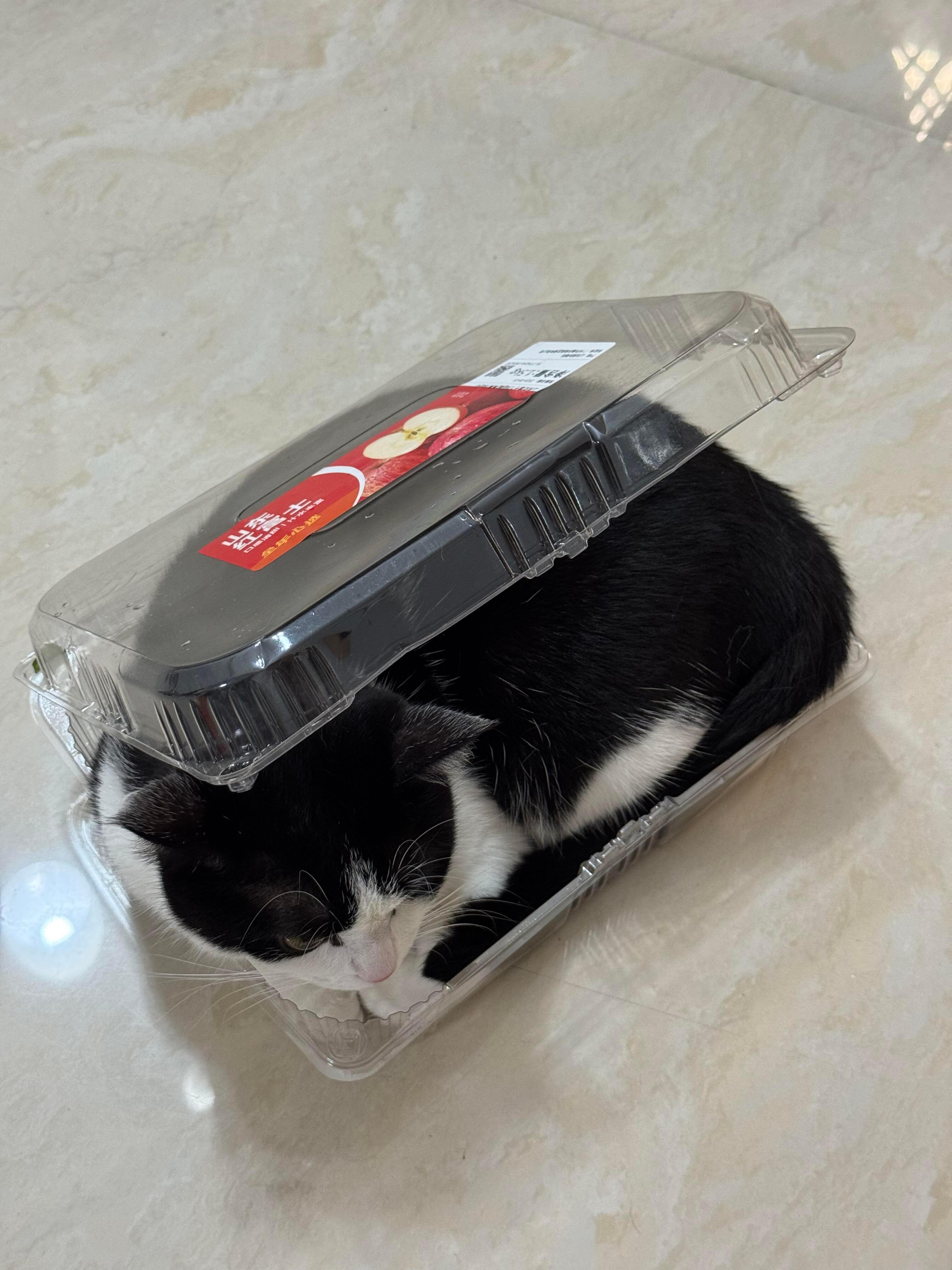 猫之大，一盒装不下​​​