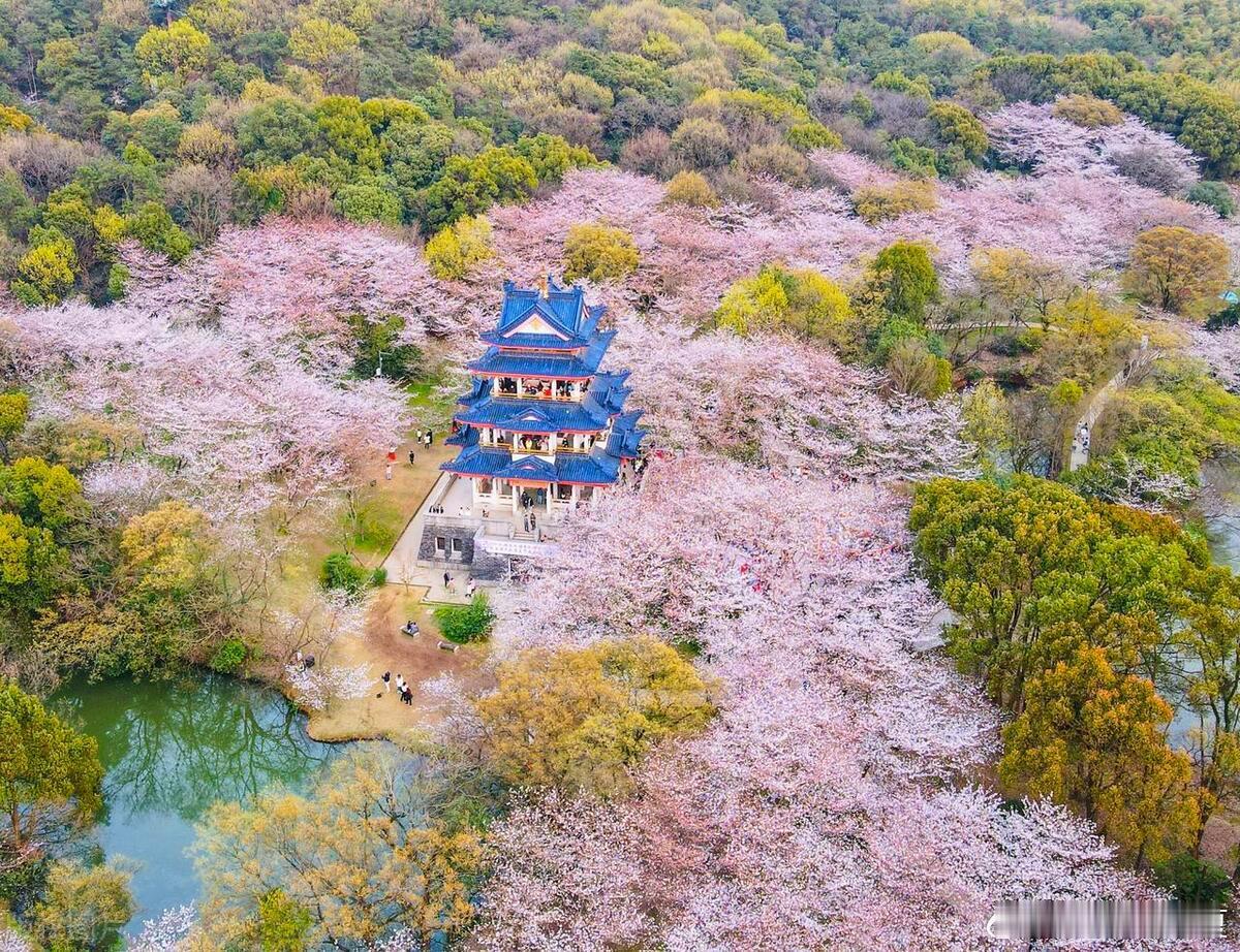 烟雨朦胧的江南，梦中寻觅的人间仙境，春节假期赏花下江南吧～