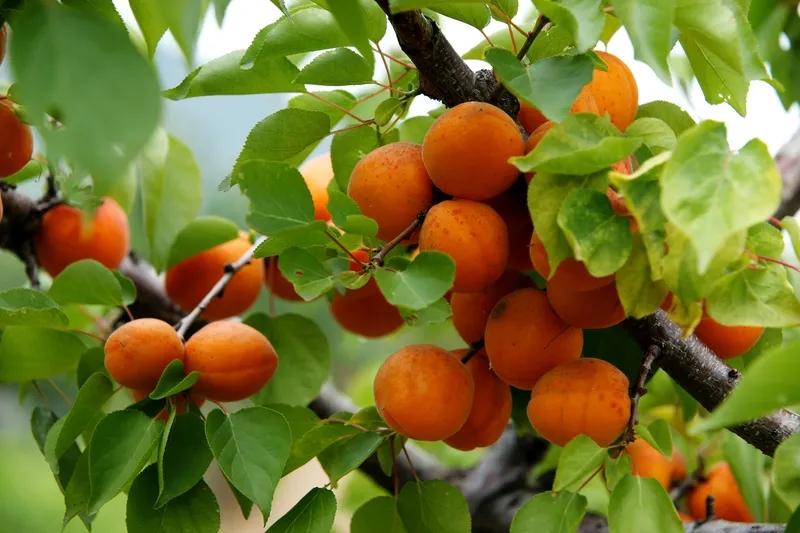 上：雪染梅花花染雪，下：风摸杏果果摸风。