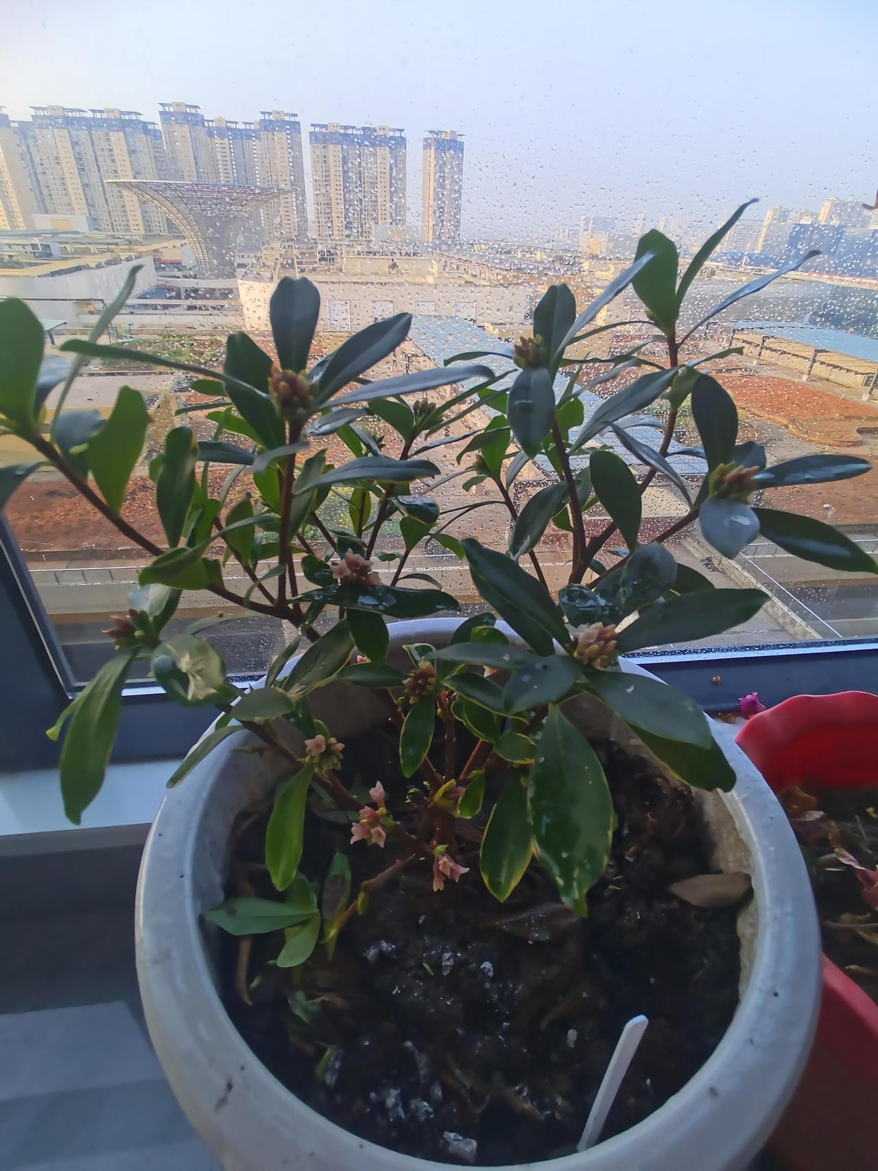 花开花落是常态，有的正在含苞待放，有的已经谢了，正犹如我们的人生……其实你我