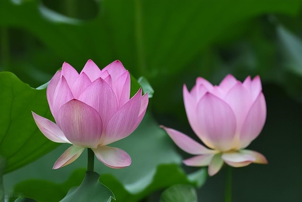 遇见美好之前，先让自己变得美好，因为你是谁，你就会看到谁！每天醒来的时候有两个选