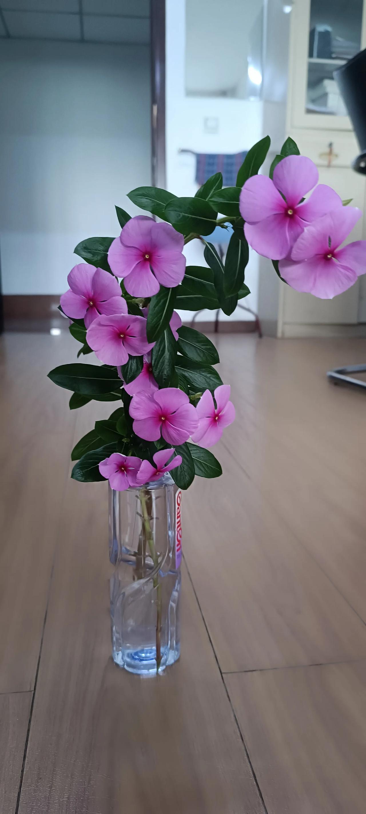 有心栽花花不开，无心插柳柳成荫[比心][赞]