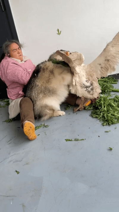 俺家大姐真是被这俩活宝造毁了！家里养了只大狗，又添了一群鹅，偏偏就有这么一只鹅