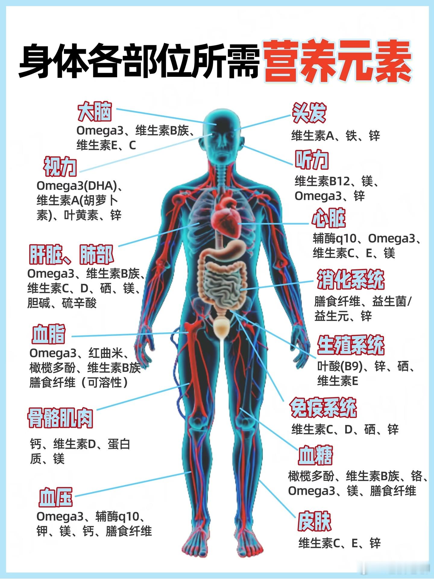 身体各部位所需的维生素，一图看懂！
