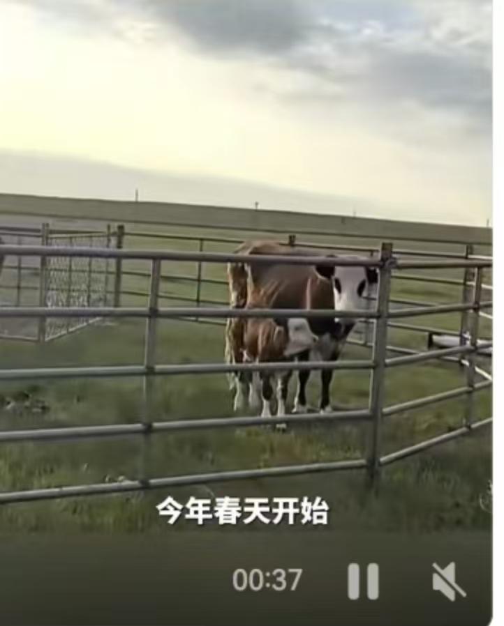 7月11日的内蒙古草原夜幕低垂，一场关乎生死与忠诚的较量在牧场的围栏内悄然上演。
