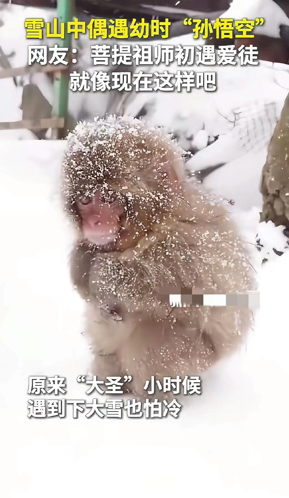 近日山西太原，一网友在登雪山时偶遇到一只小猴子，十分呆萌，只看了它5秒钟，心就被