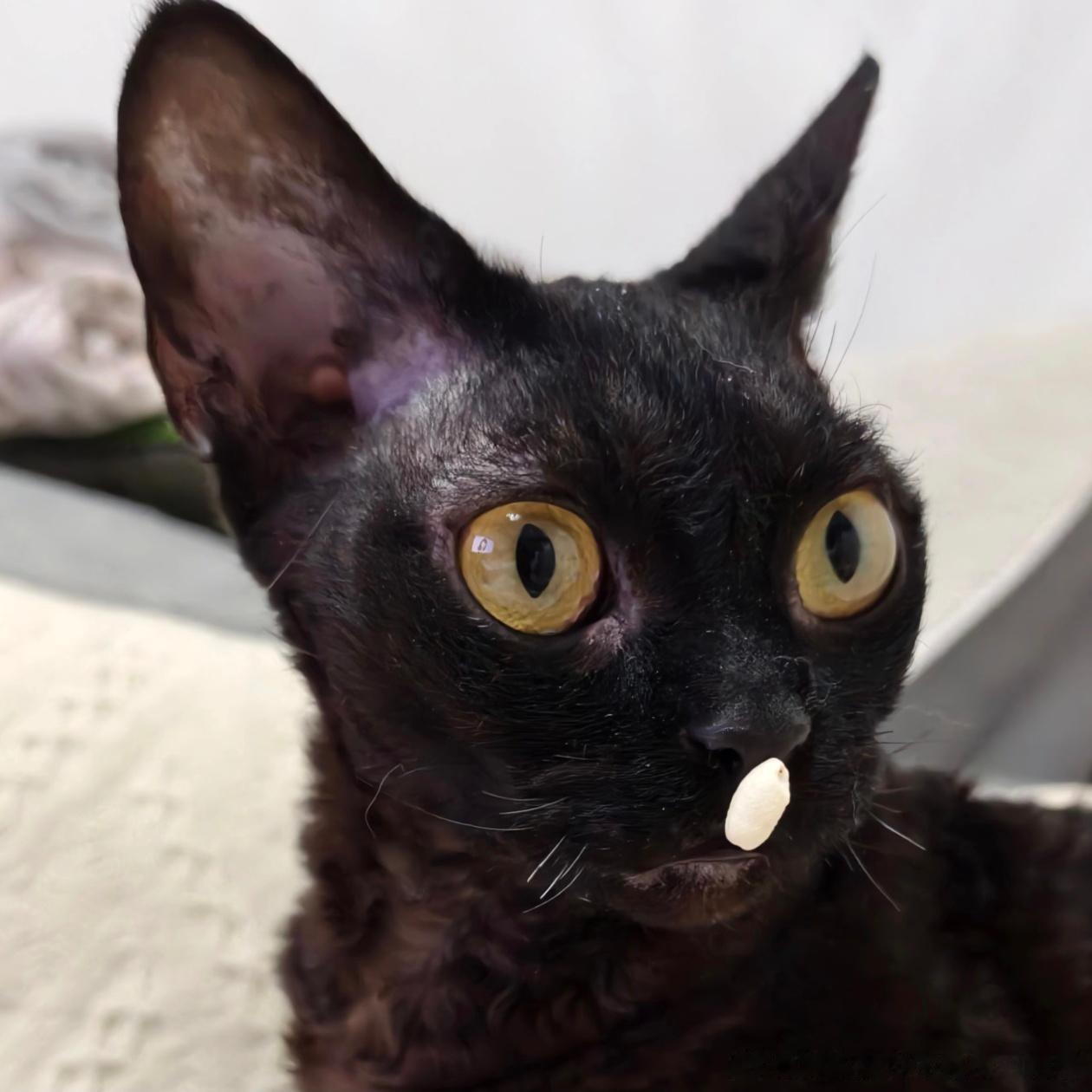49716【丑猫】被拒多次特地翻出了24年底的照片，老师我们家大鼻涕猫这次能