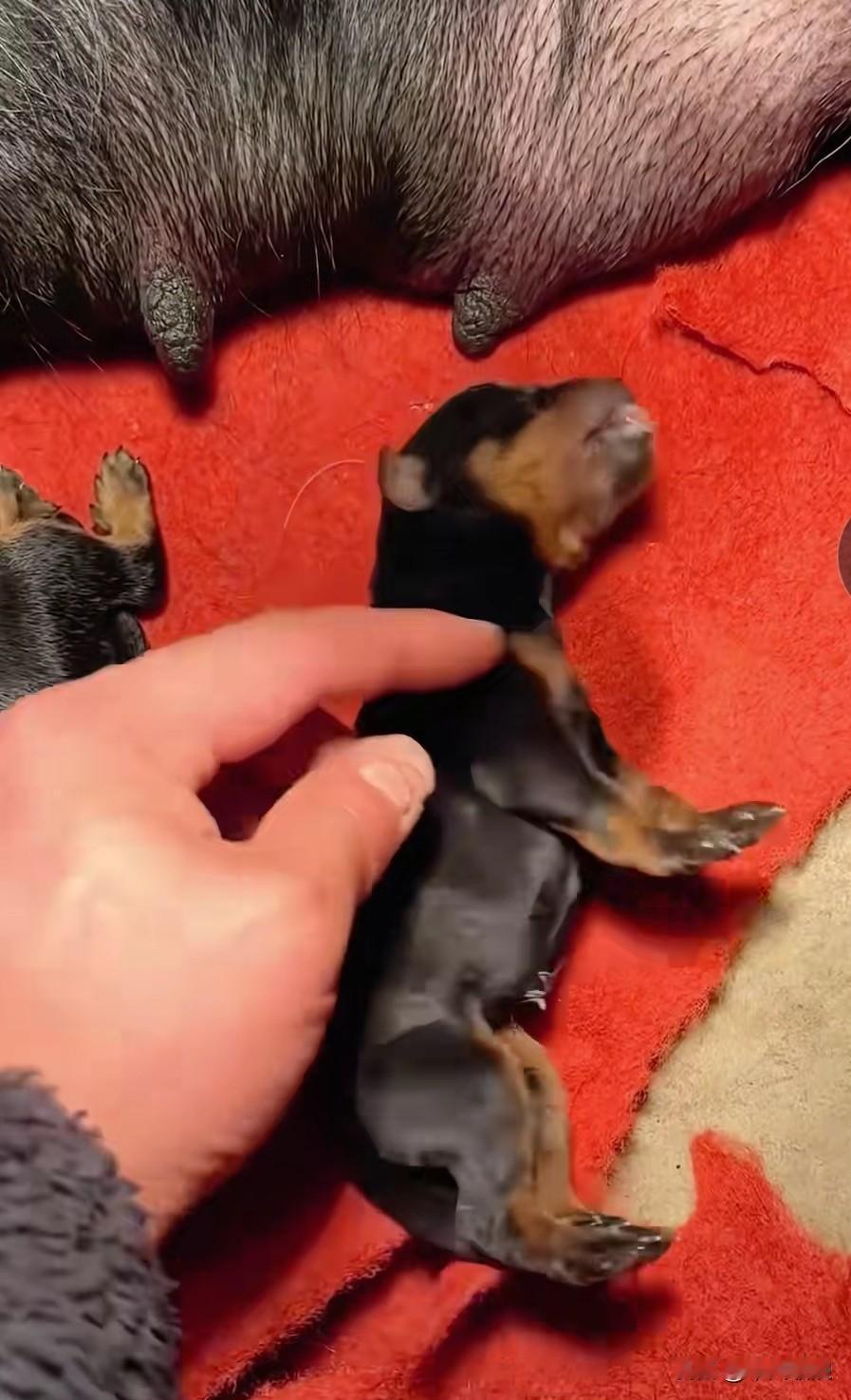 小狗刚出生时身体僵硬，我为它做了心肺复苏，拼尽全力，小狗终于有了一丝气息，也开始