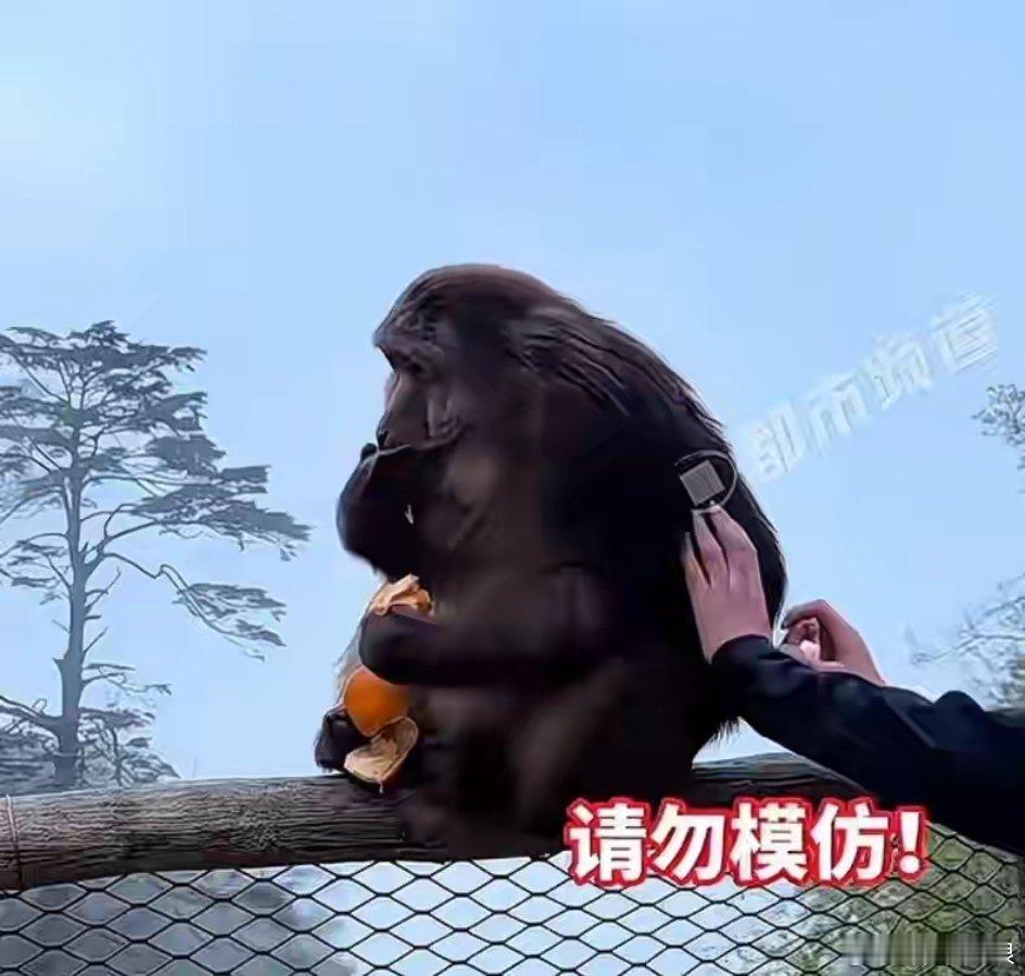 5月4日下午，峨眉山景区雷洞坪区域，一名眼镜男突然猛推一只正在路边栏杆上进食的猴