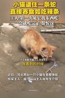 “胆子真大！”9月13日河北邢台，一男子看到孩子在外捡来的流浪猫在吃东西后，就走