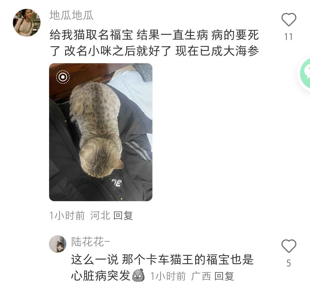 原来猫咪的名字也不能随便起.....猫会因为压不住名字而生病