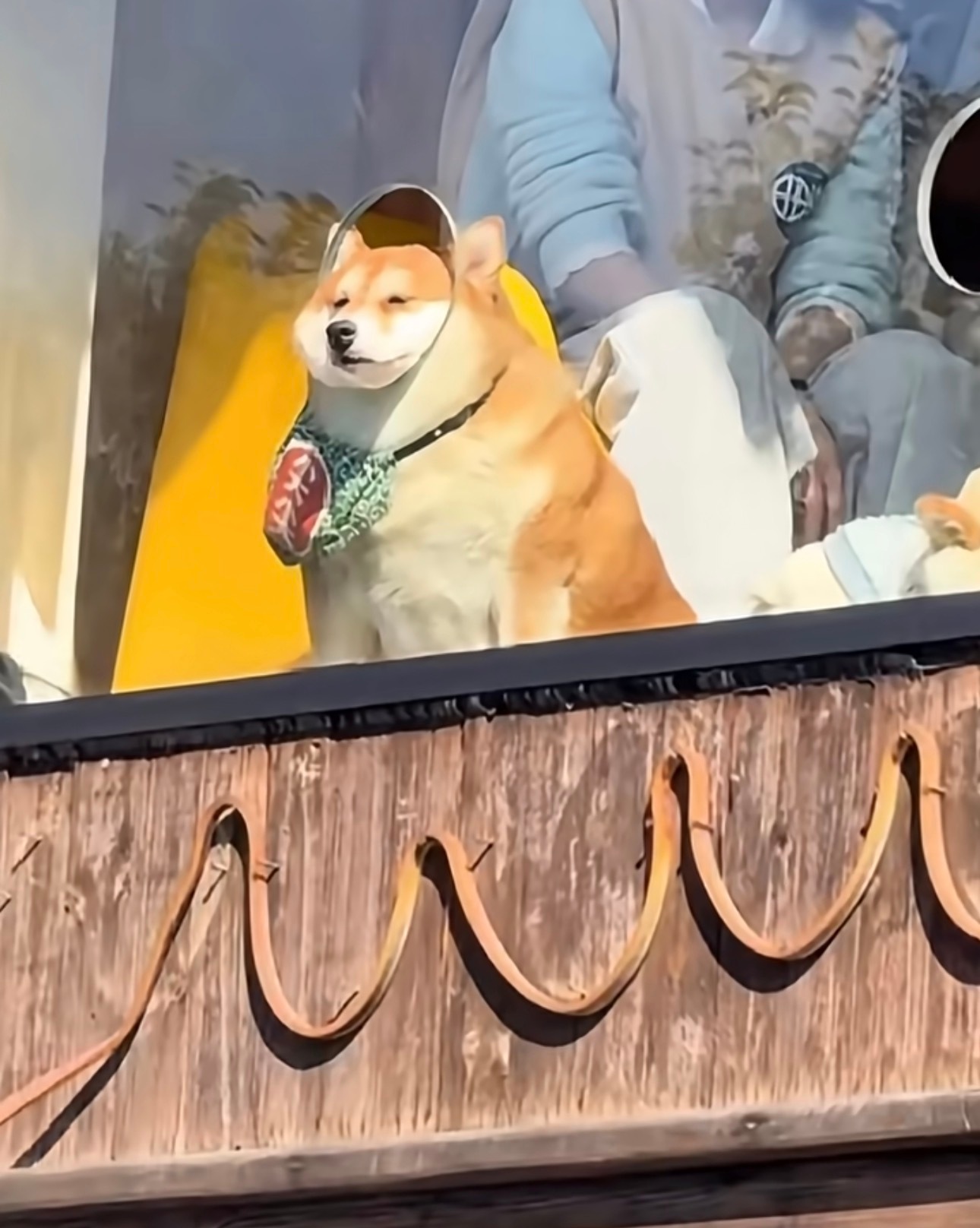 这只小狗像极了还在上班的我