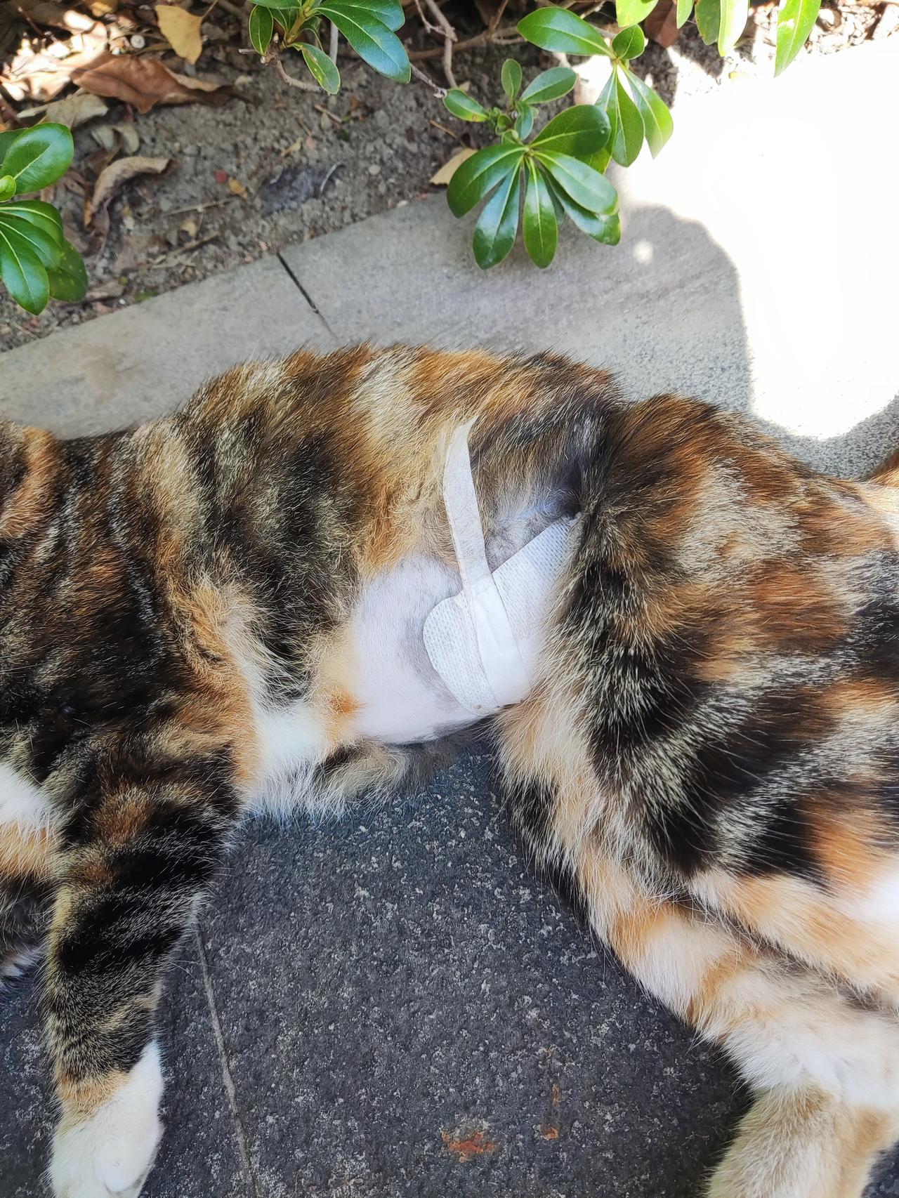 让大家担心了，那只刚做完绝育手术就放回大自然的小猫，已经恢复如初了，事实证明宠物